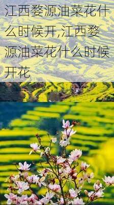 江西婺源油菜花什么时候开,江西婺源油菜花什么时候开花