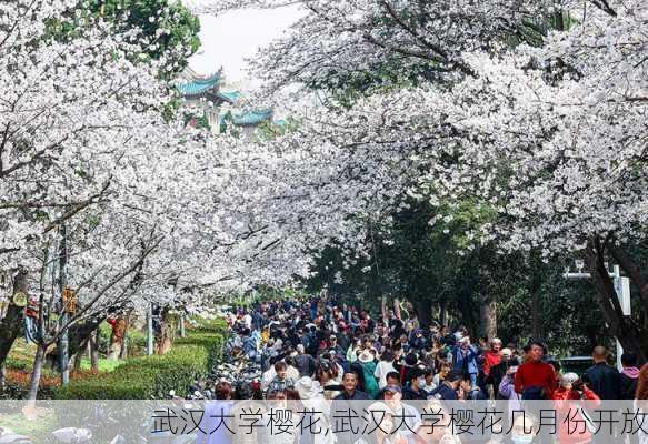 武汉大学樱花,武汉大学樱花几月份开放