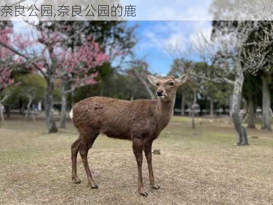 奈良公园,奈良公园的鹿