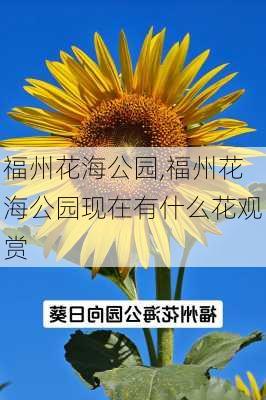 福州花海公园,福州花海公园现在有什么花观赏