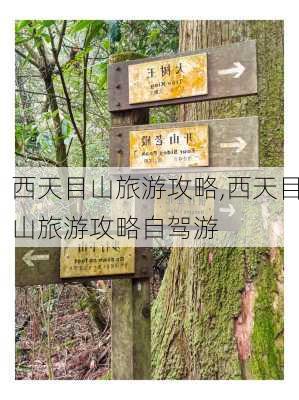 西天目山旅游攻略,西天目山旅游攻略自驾游